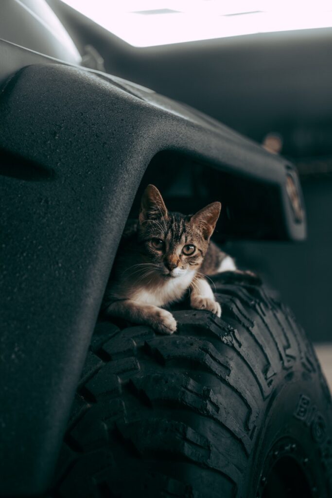 A Cat Sitting on a Car Tire