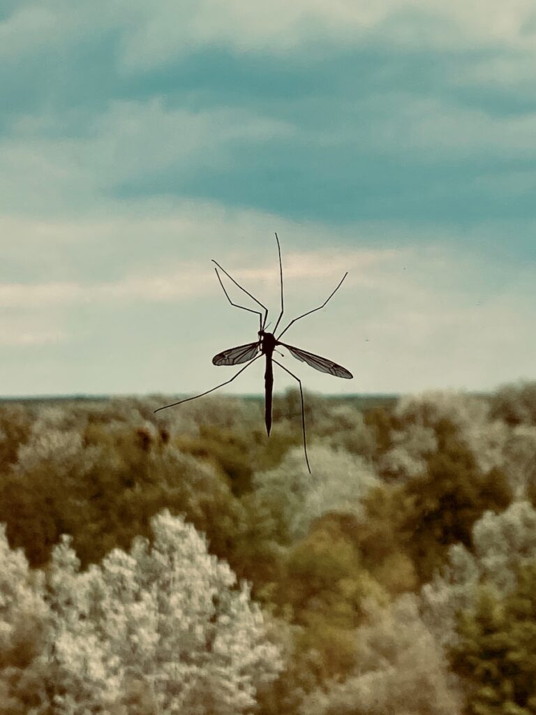 black and white dragonfly perched on white flower during daytime eco friendly pest control